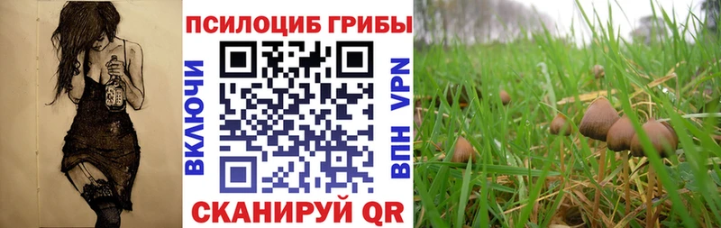 Псилоцибиновые грибы Cubensis  KRAKEN ссылки  Гусиноозёрск  где найти  